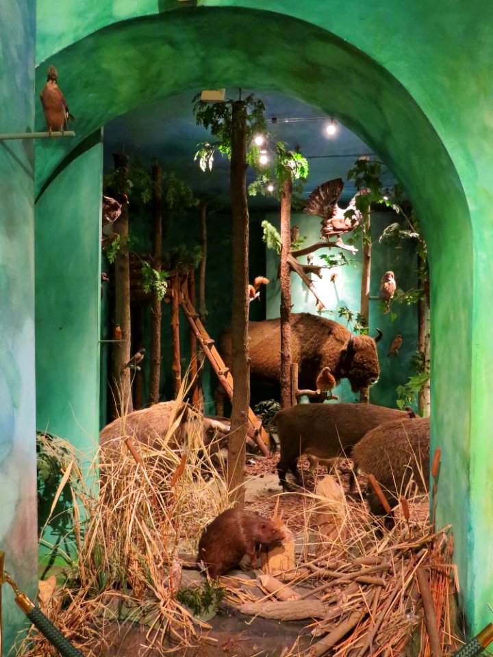 Warszawa Muzeum Łowiectwa i Jeździectwa 10