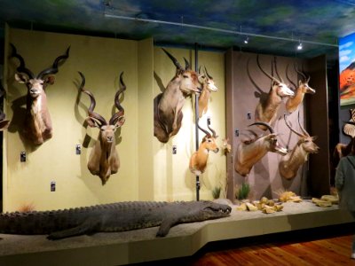 Warszawa Muzeum Łowiectwa i Jeździectwa 07