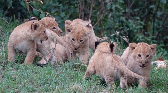 Animal cat lions photo