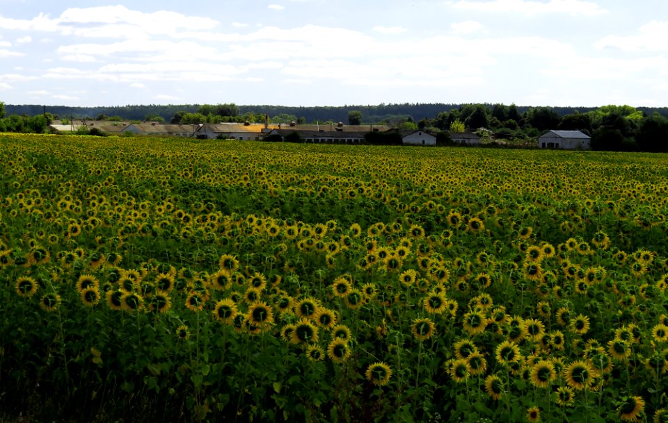 Volytsya (Fastiv) farm2