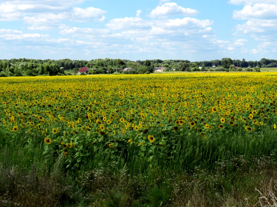 Volytsya (Fastiv) field