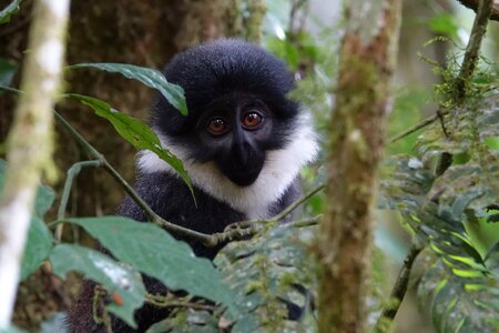 Tree wildlife uganda