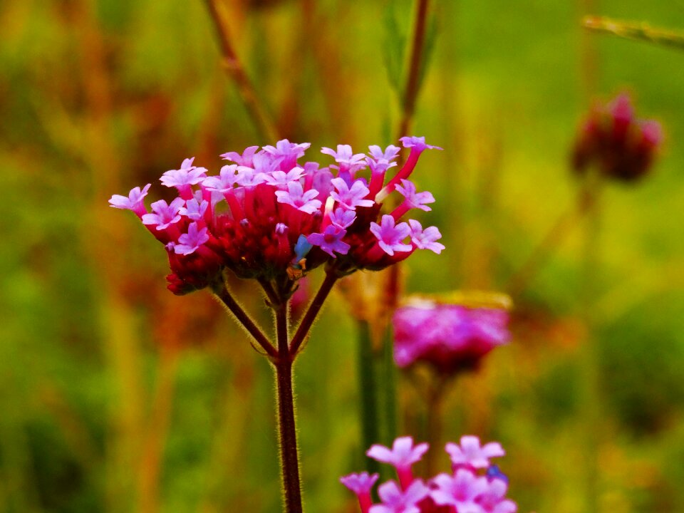 Background nature purple flowers