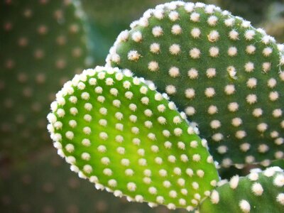 Shovels thorns thorny