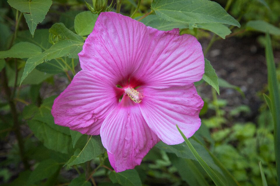 Flower mallow beautiful