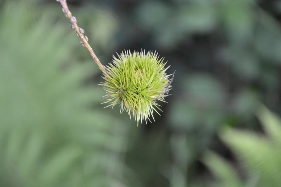 Shell thorny nature green