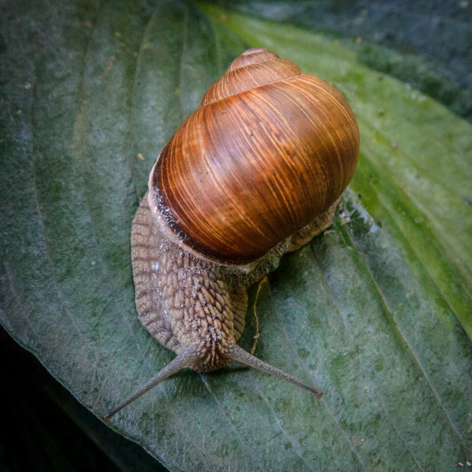 Close up animal nature