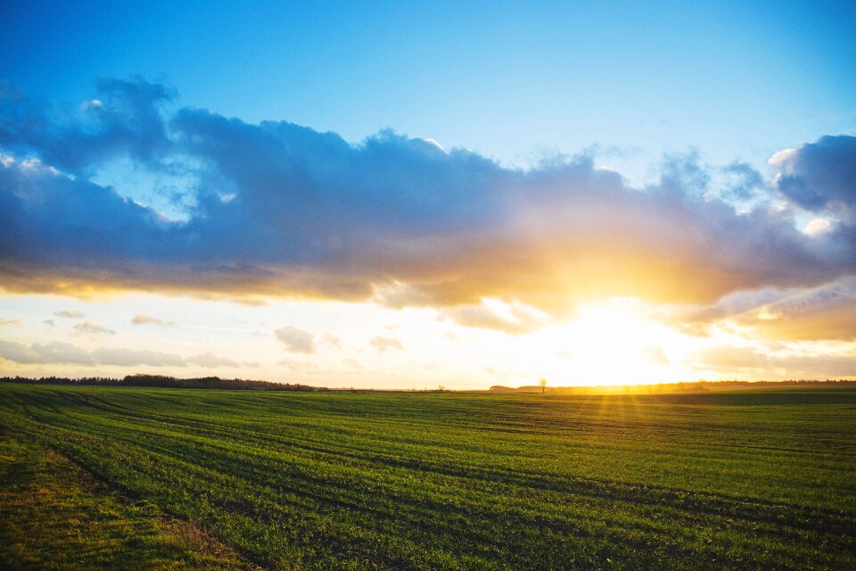 Field green grass photo