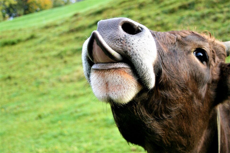 Alpine cow animal autumn