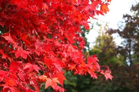 Red nature natural