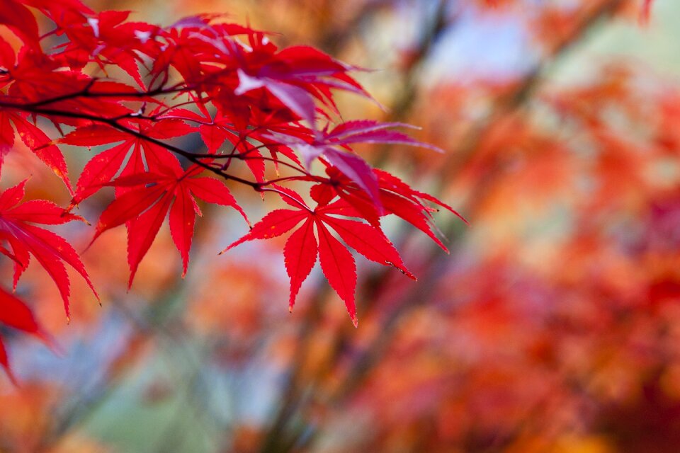 Nature leaves the leaves