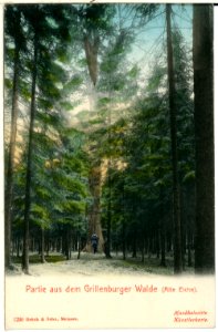 01230-Grillenburg-1899-Grillenburger Wald, Alte Eiche-Brück & Sohn Kunstverlag