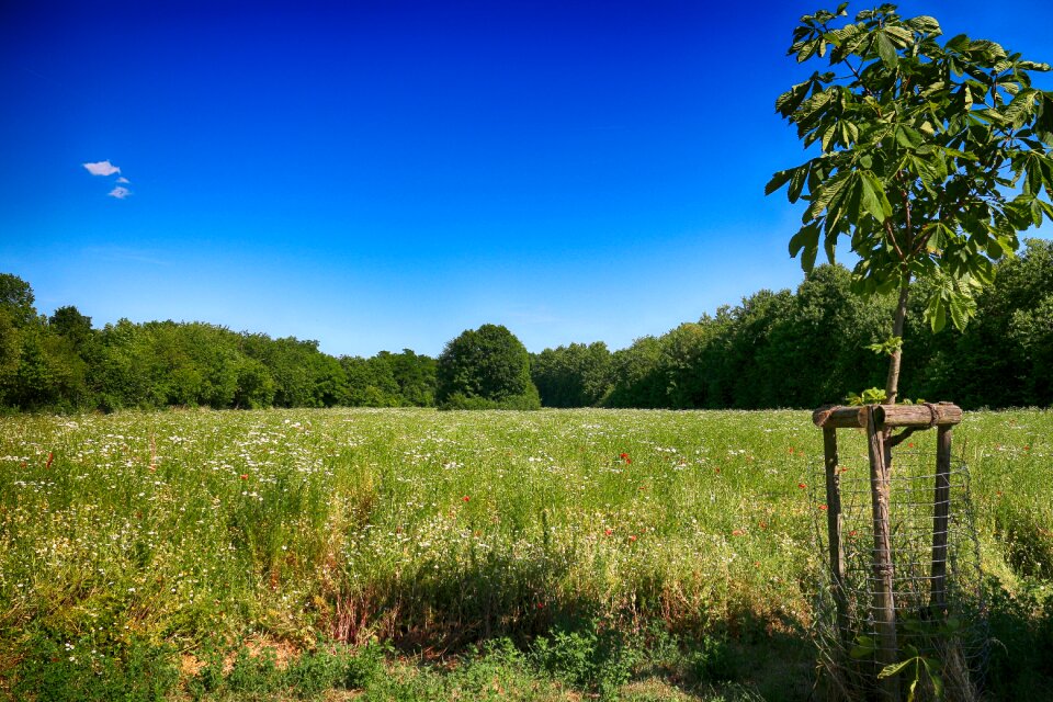 Field spring summer