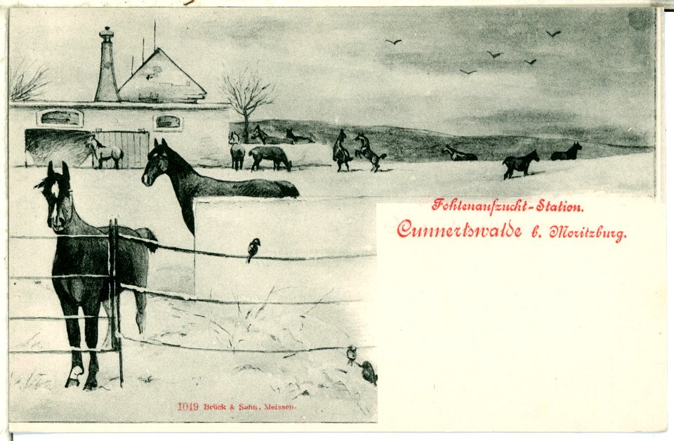01049-Cunnertswalde-1899-Fohlenaufzuchtstation-Brück & Sohn Kunstverlag