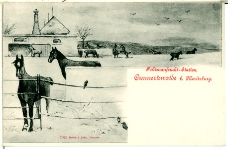 01049-Cunnertswalde-1899-Fohlenaufzuchtstation-Brück & Sohn Kunstverlag