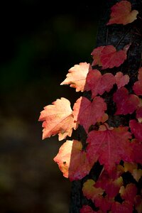 Nature leaves the leaves