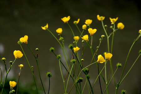 Plant flowers beautiful photo