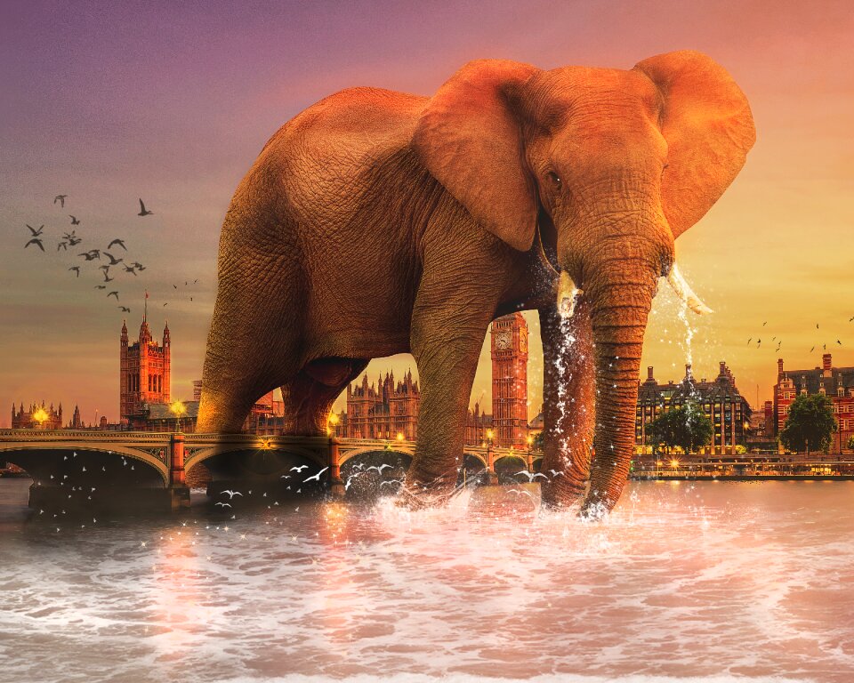 Tusks travel wildlife