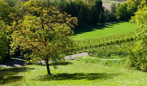 Nature green meadow photo