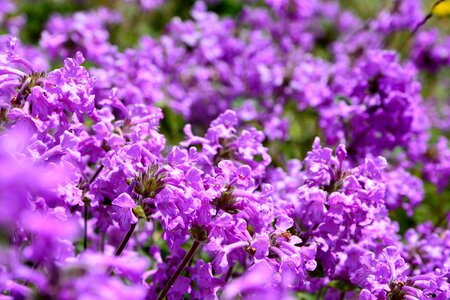Spring flowers plant flowers