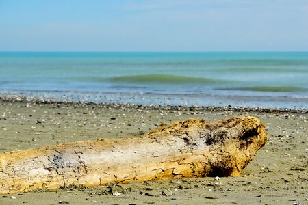 Log nature coast
