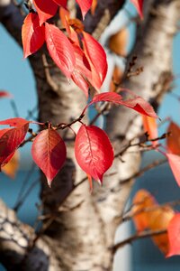 Nature leaves the leaves
