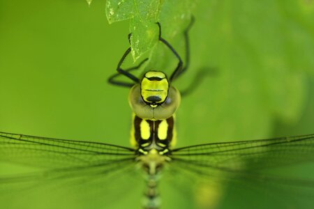 Compound eyes animal world insect