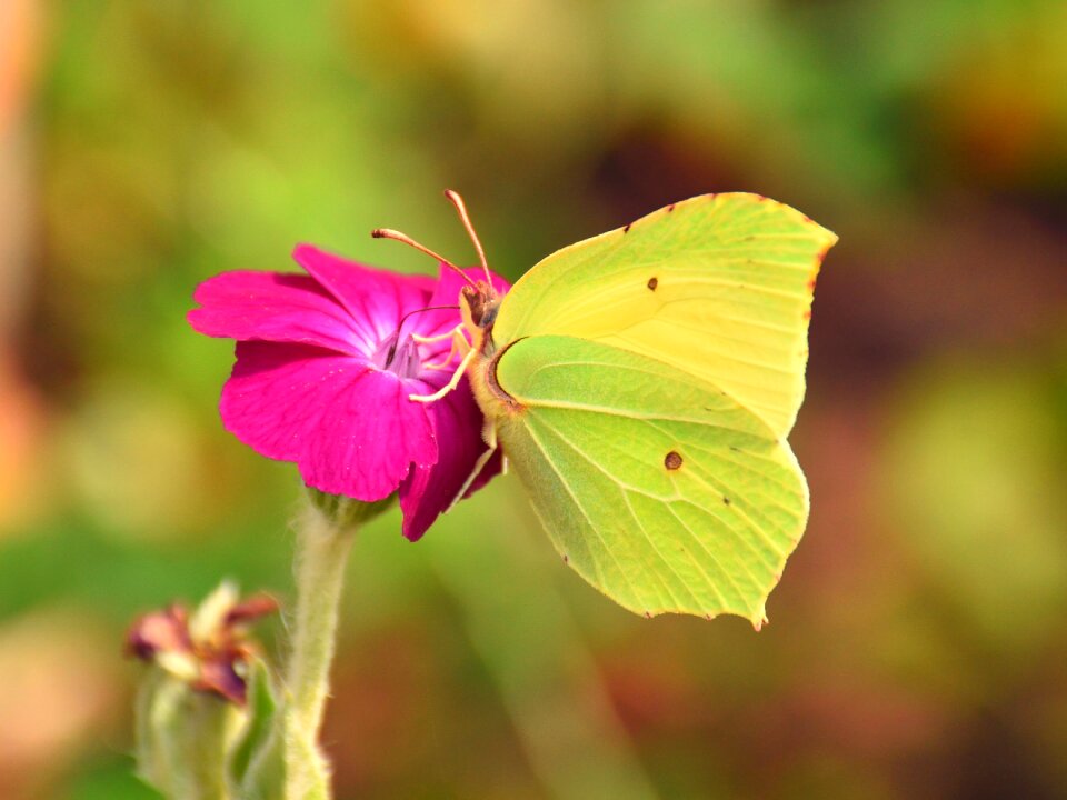 Nature insect plant