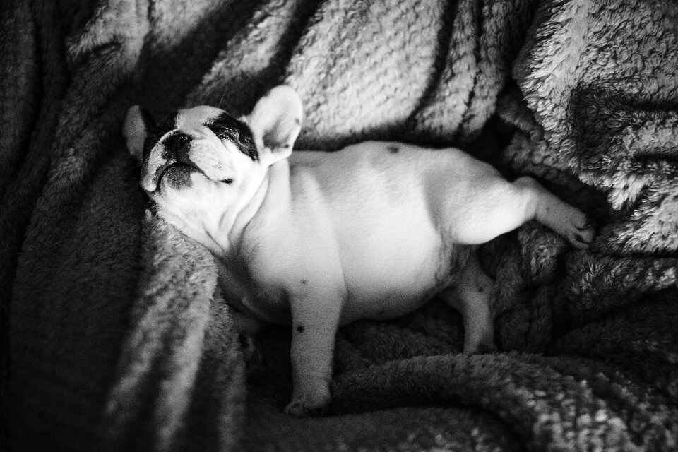 Tired blanket gray dog