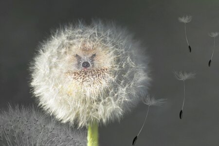 Dandelion seeds umbrella hedgehog