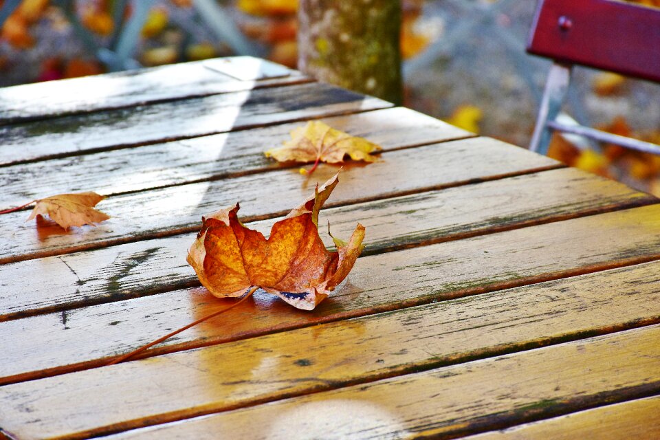 Dining tables leaves color