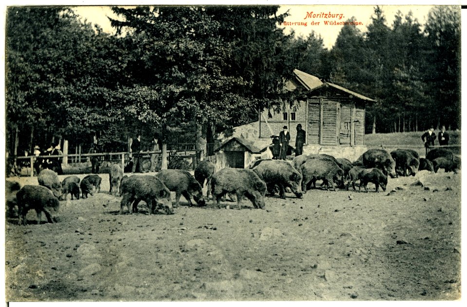 00258-Moritzburg-1898-Fütterung der Wildschweine-Brück & Sohn Kunstverlag