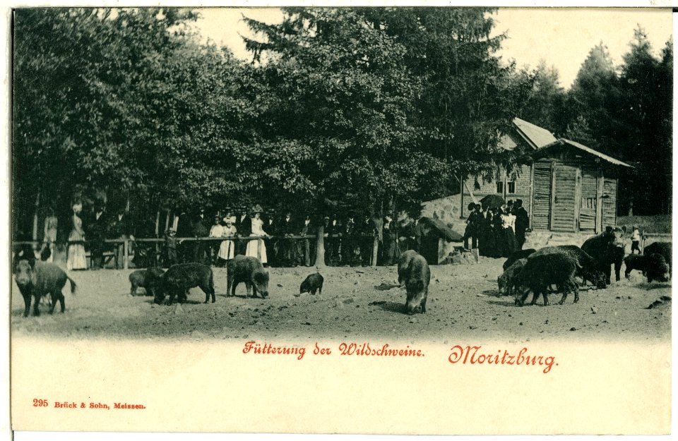 00295-Moritzburg-1898-Fütterung der Wildschweine-Brück & Sohn Kunstverlag