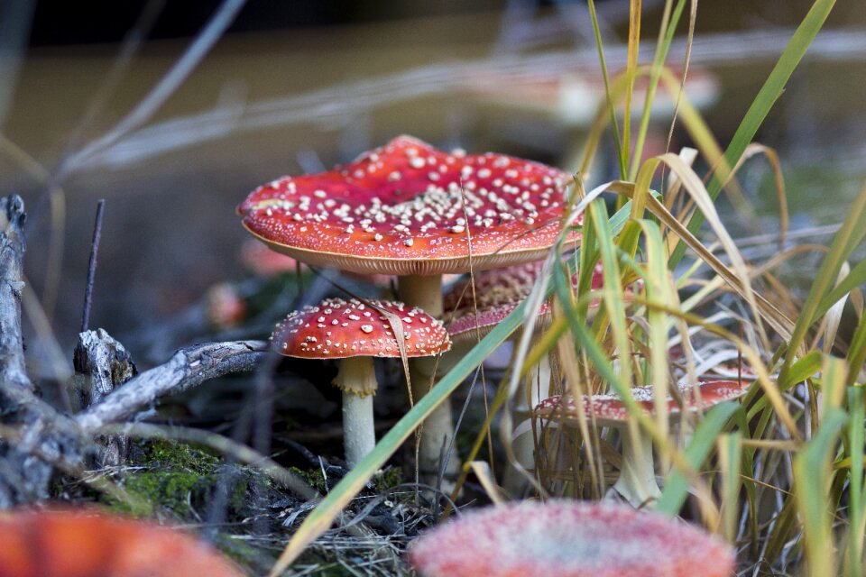 Nature forest toxic