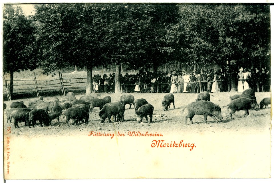 00257-Moritzburg-1898-Fütterung der Wilschweine-Brück & Sohn Kunstverlag