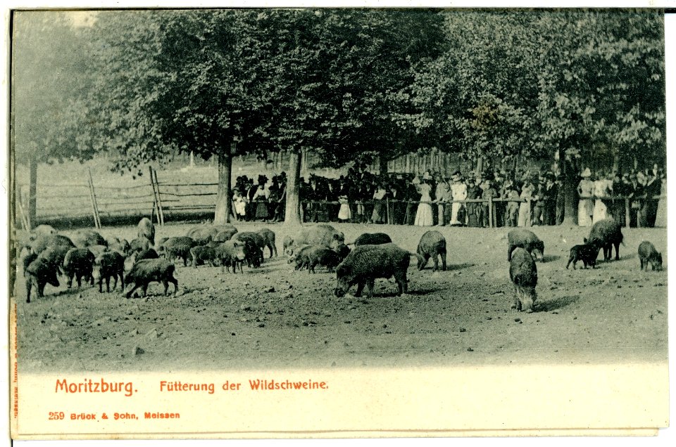 00259-Moritzburg-1898-Fütterung der Wildschweine-Brück & Sohn Kunstverlag