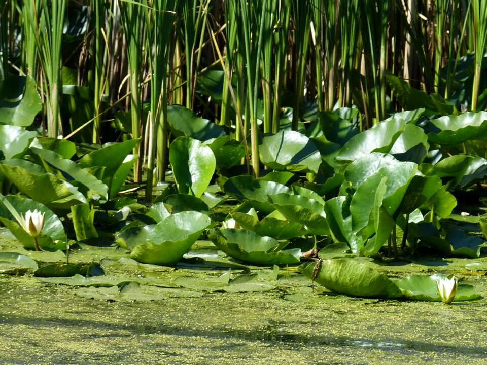 Tulcea south east europe nature