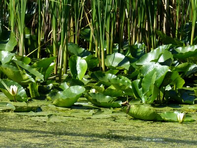 Tulcea south east europe nature