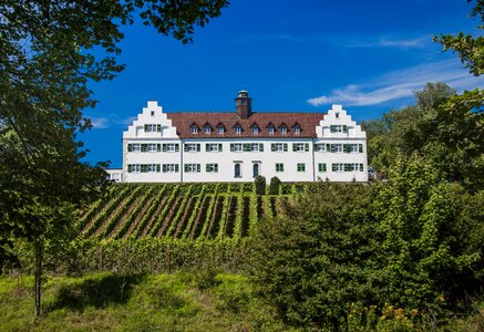 Wine summer winegrowing photo