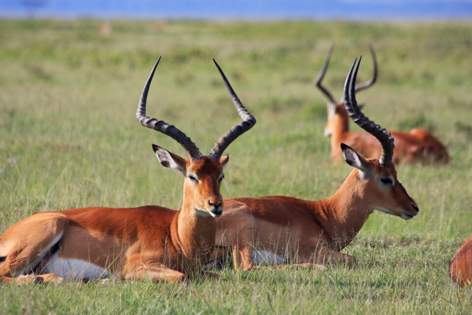 Antelope wildlife mammal