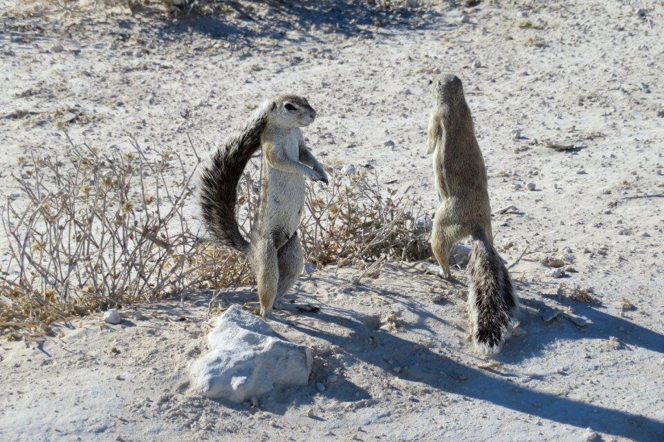 Cute animal couple