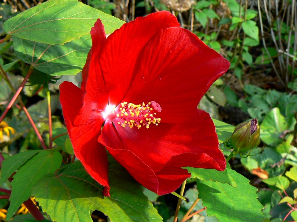 September funnel flower