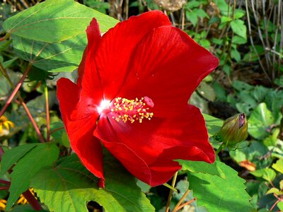 September funnel flower