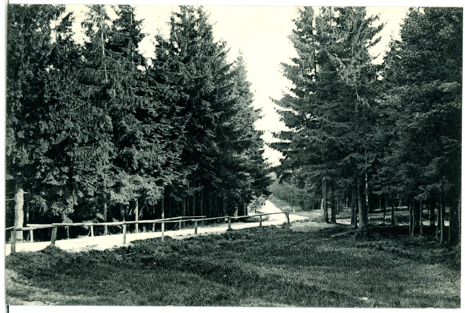 02964-Herrndorf-Hetzdorf-1903-Schneise 21, Weg nach Grillenburg-Brück & Sohn Kunstverlag