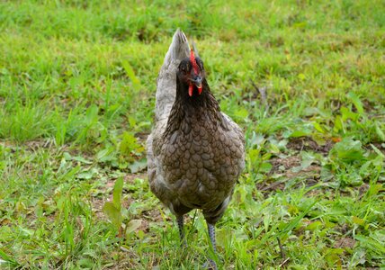 Nature hen grey ash bird