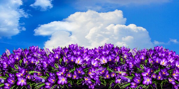 Panorama flower bed garden