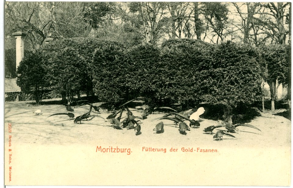 02689-Moritzburg-1902-Fütterung der Goldfasanen-Brück & Sohn Kunstverlag