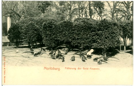 02689-Moritzburg-1902-Fütterung der Goldfasanen-Brück & Sohn Kunstverlag