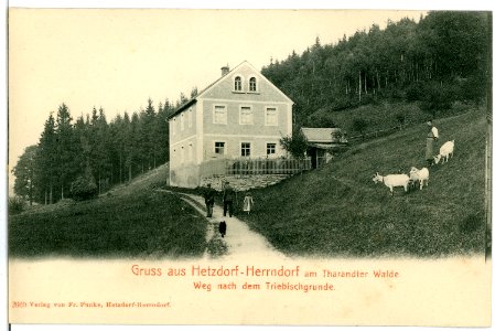 02669-Herrndorf-Hetzdorf-1902-Weg nach dem Triebischgrunde-Brück & Sohn Kunstverlag
