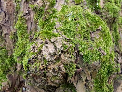 Leaf wood moss photo